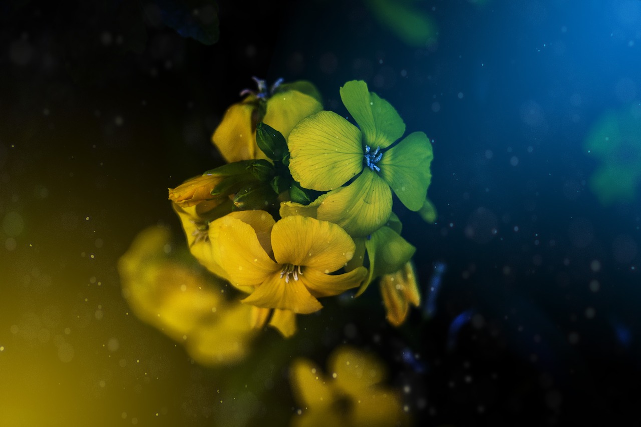 flowers visual composer colors free photo
