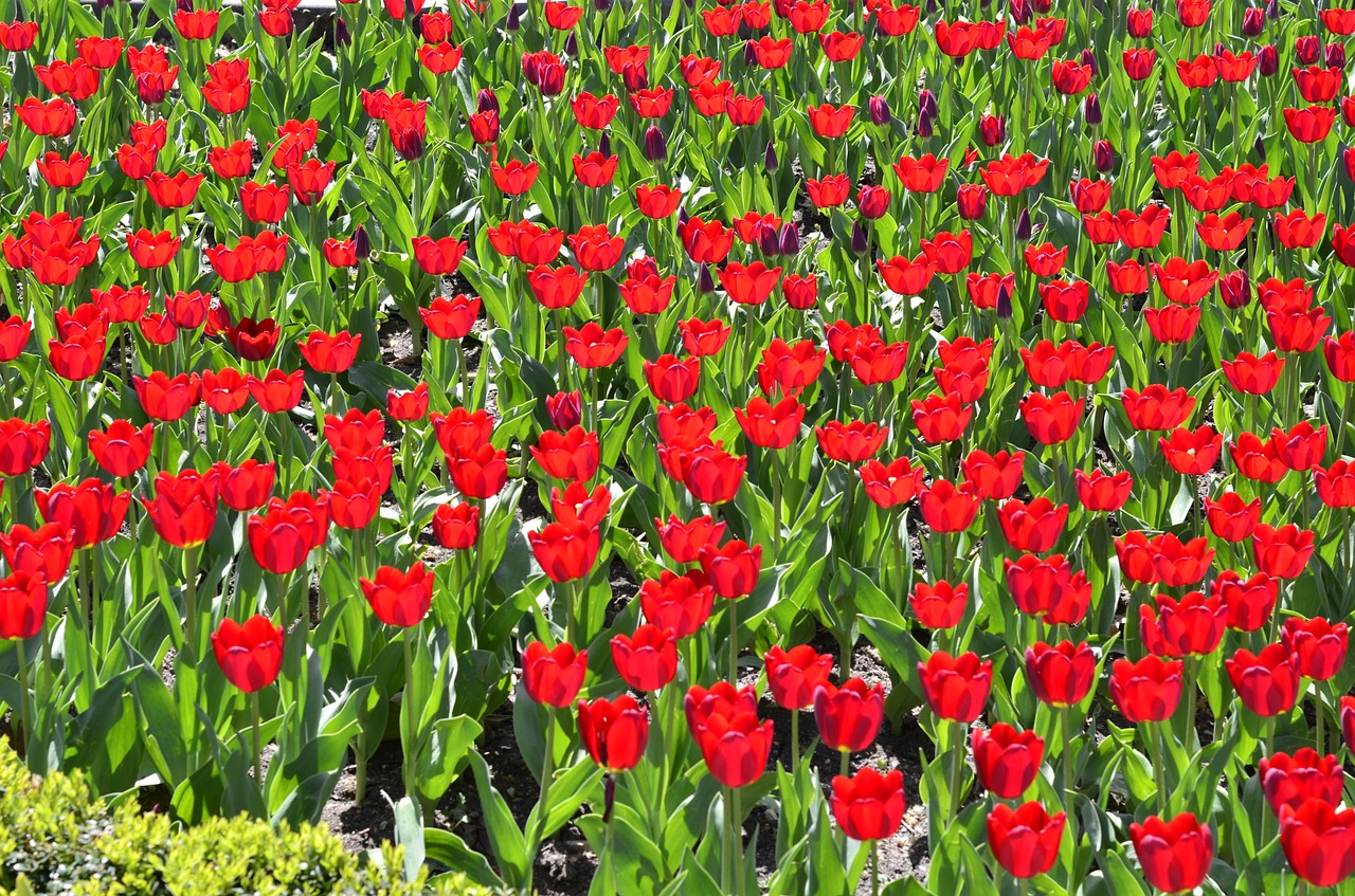 flowers tulips red free photo