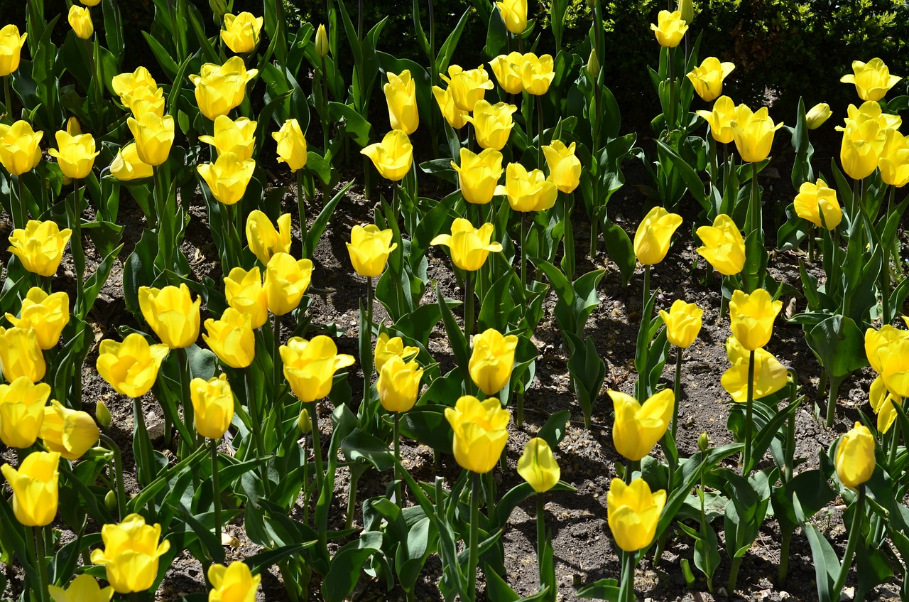 flowers tulips yellow free photo