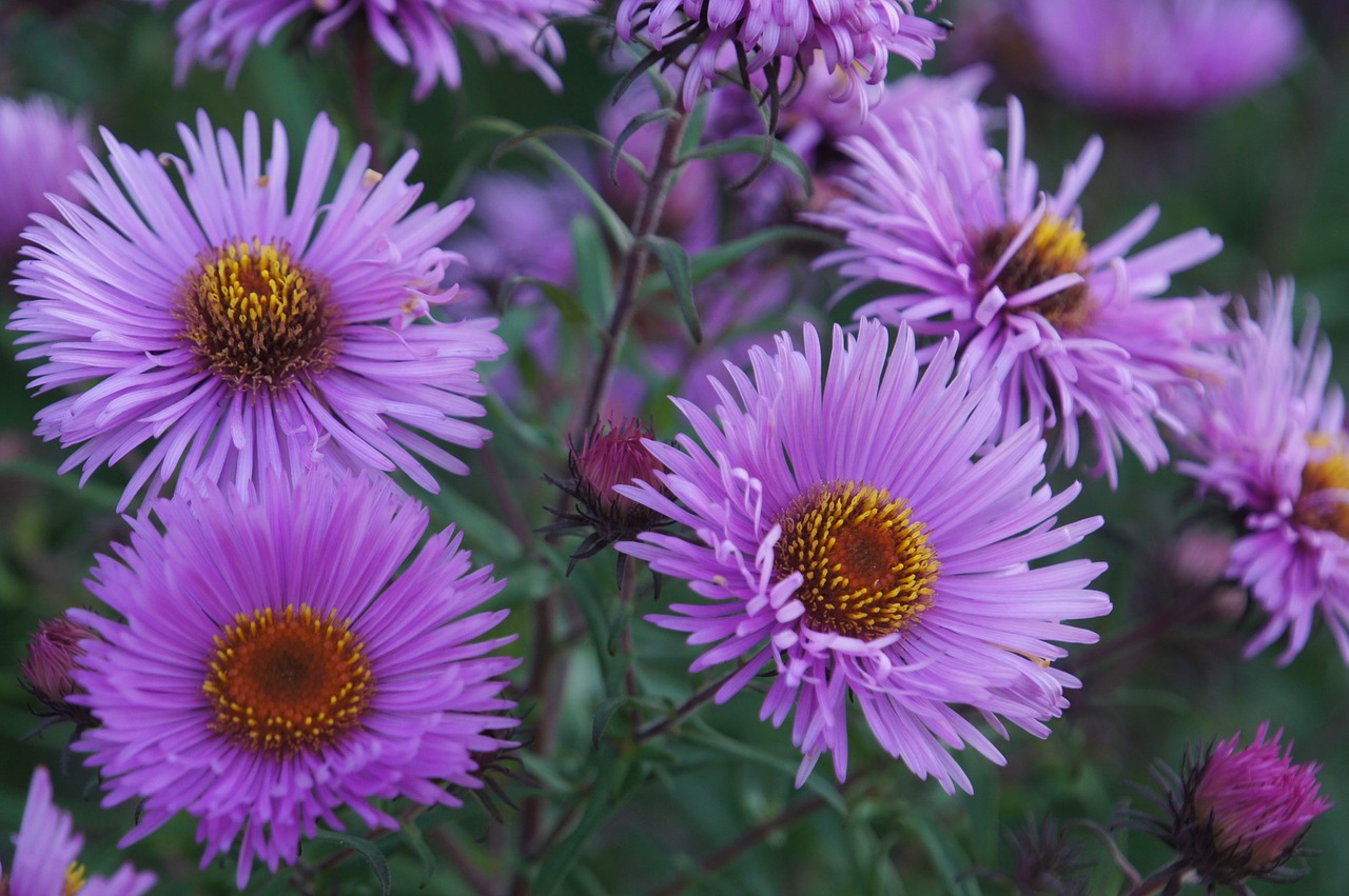 flowers nature plant free photo