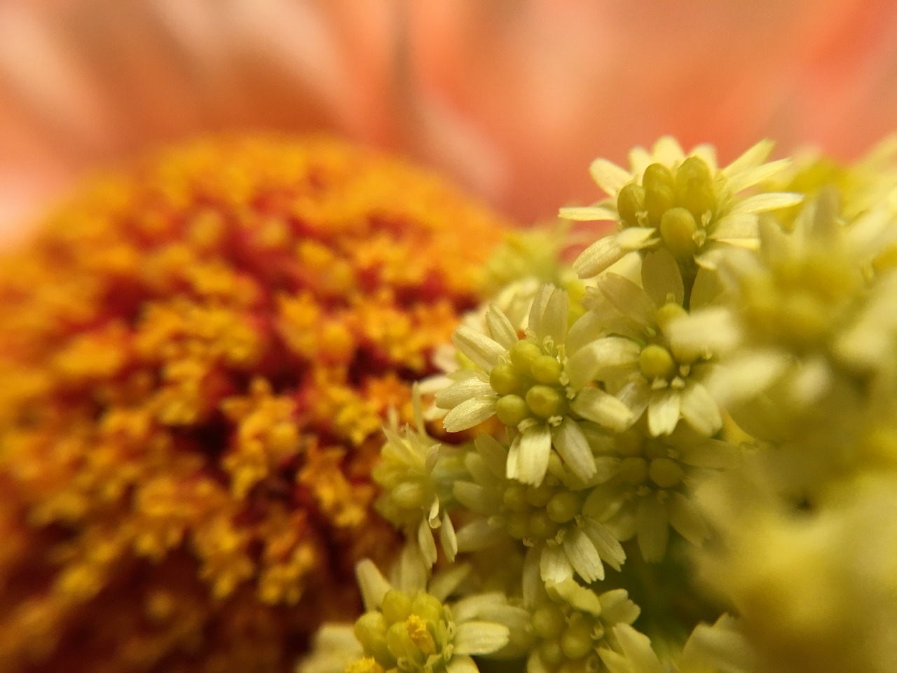 flowers orange flowers isolated free photo