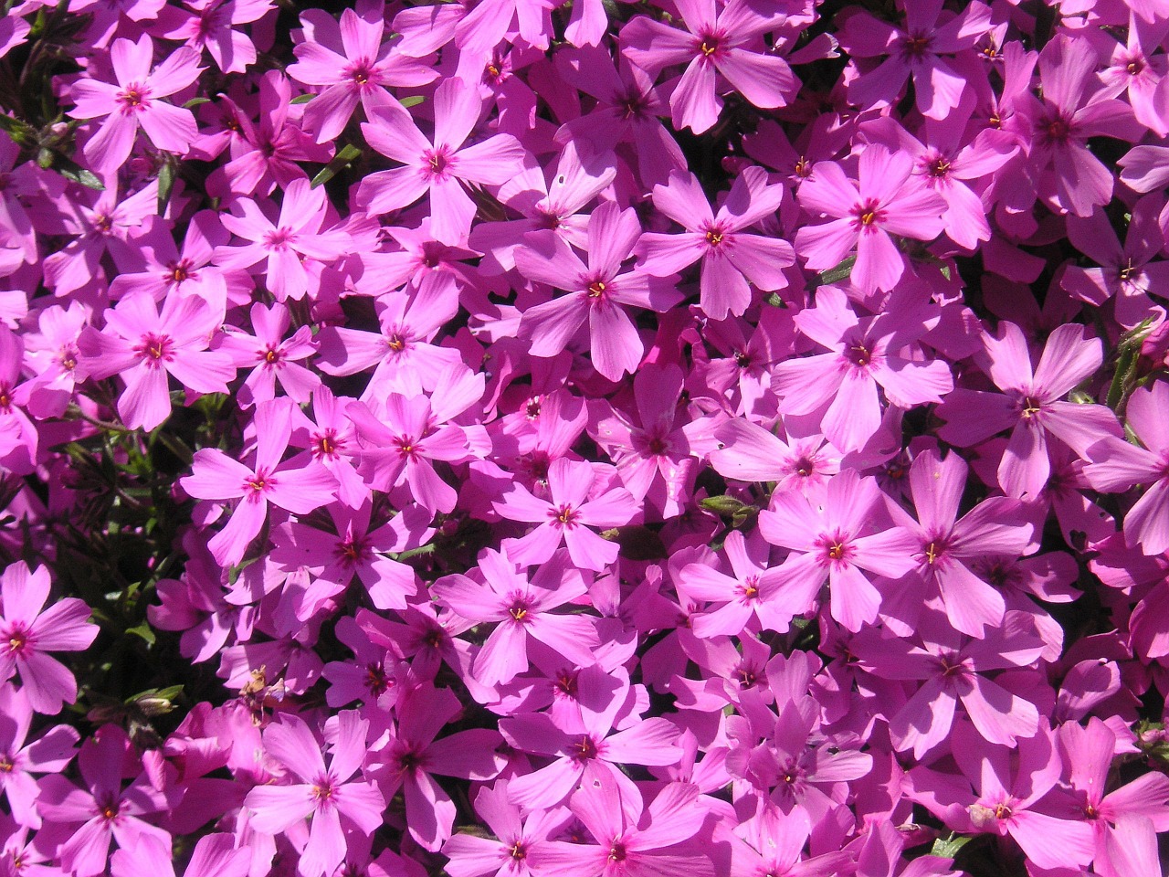 flowers pink nature free photo