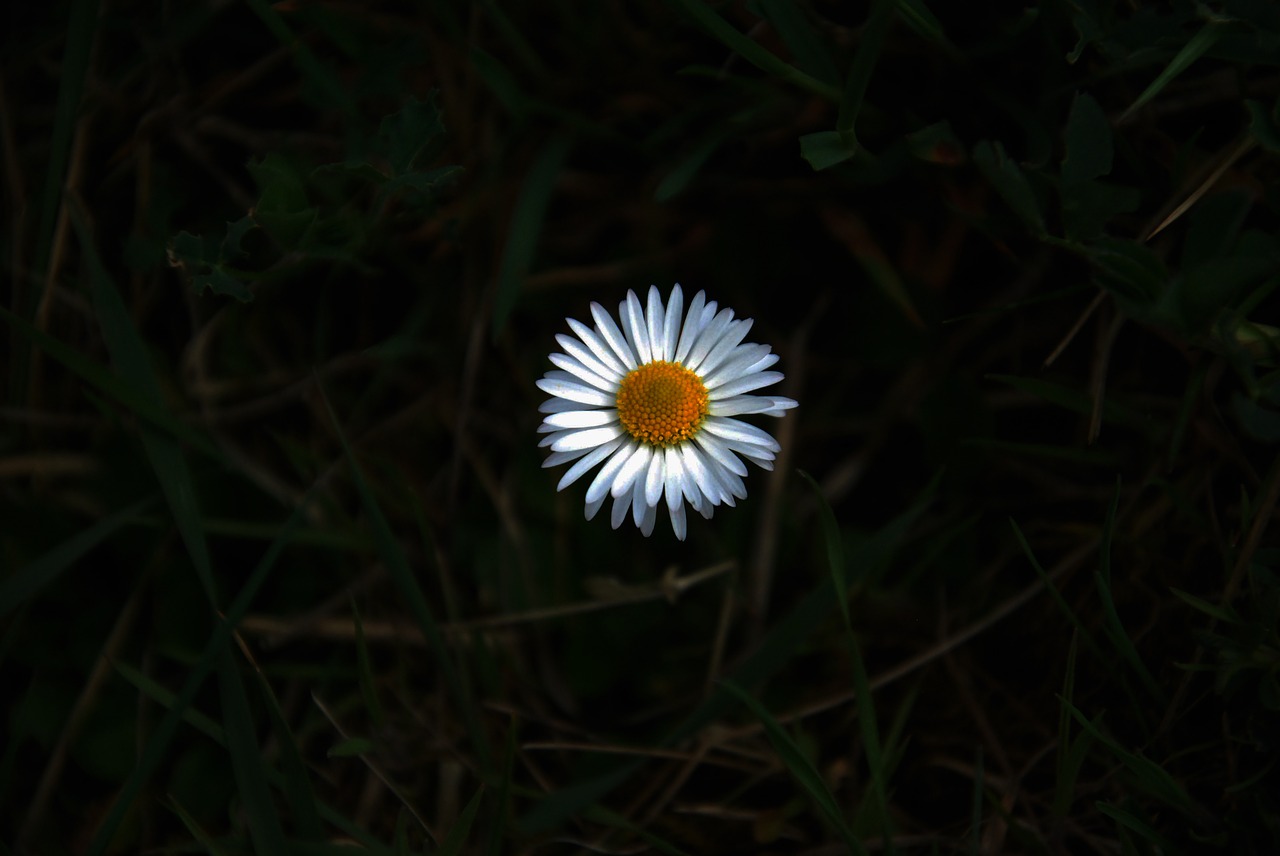 flowers shadow yellow free photo