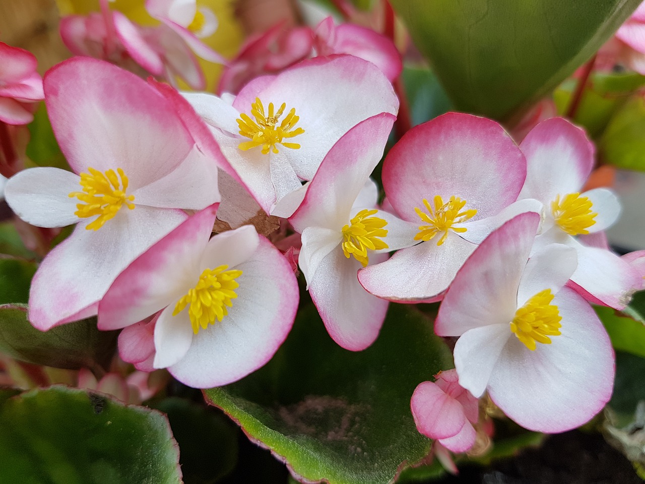 flowers spring begonia free photo