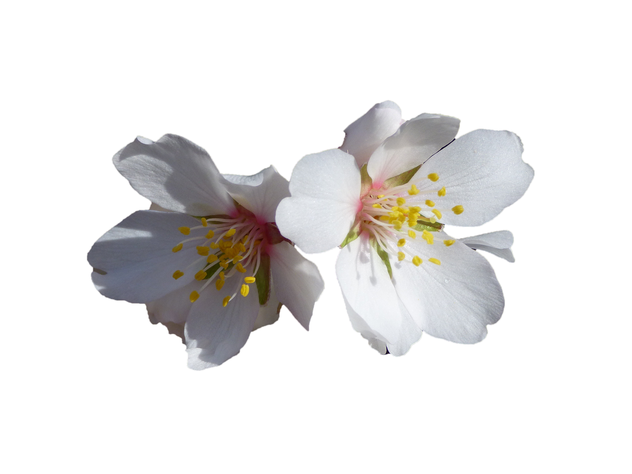 flowers white almond tree free photo