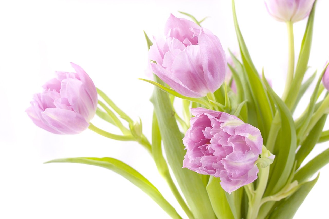 flowers tulips spring free photo