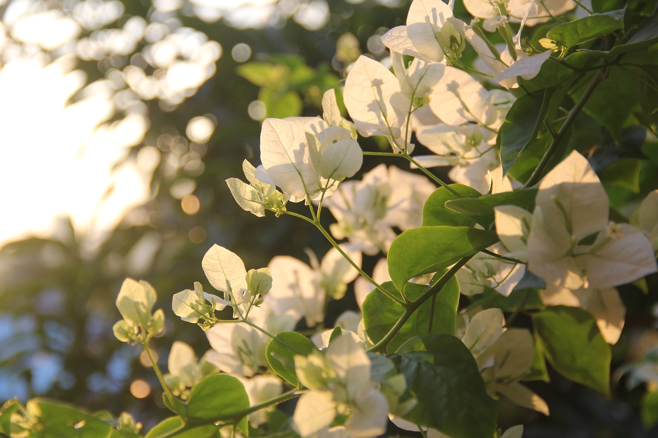 flowers plant bougainvillea free photo