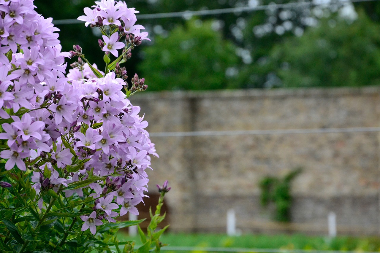 flowers nature plant free photo