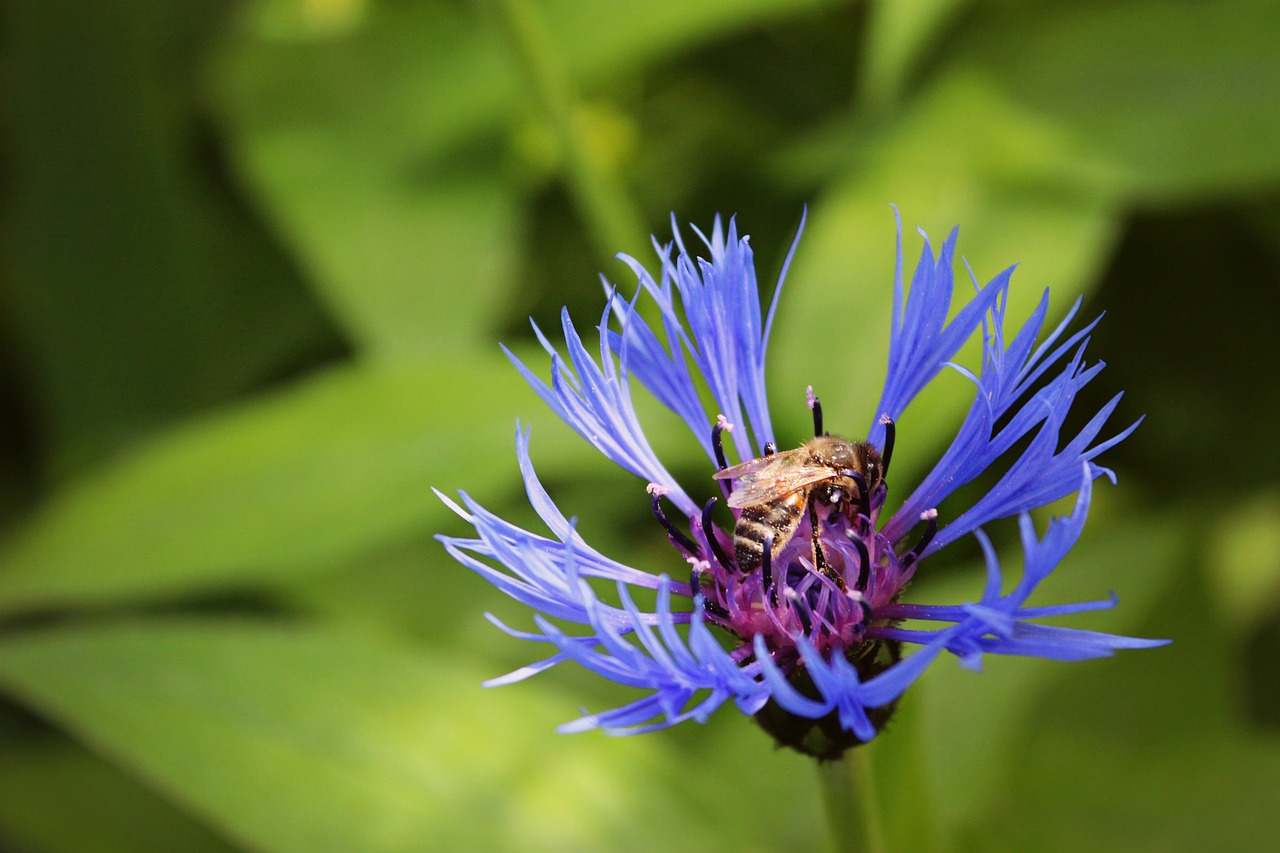 flowers cornflower bee free photo