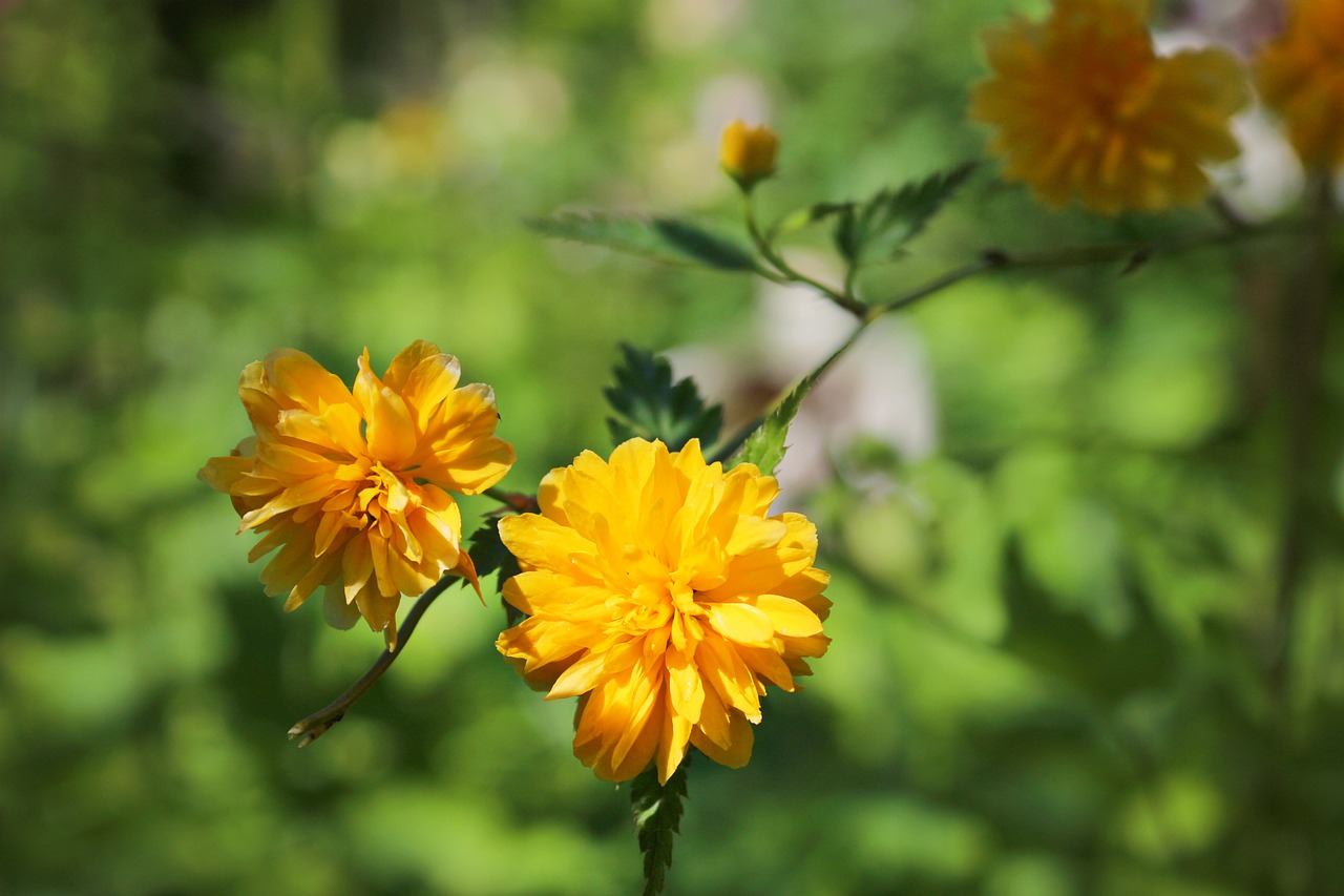 flowers green yellow free photo