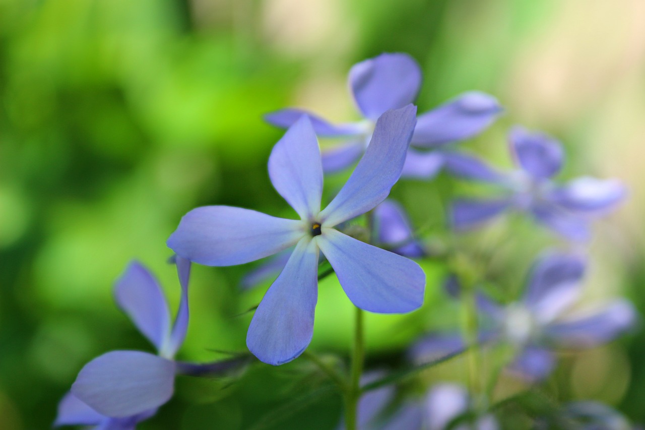 flowers soft spring free photo