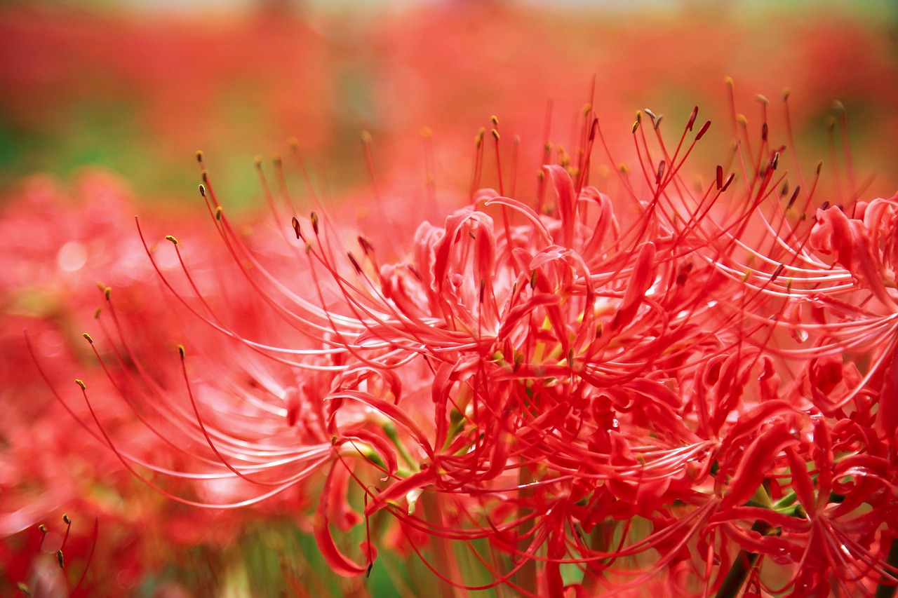 flowers amaryllis red free photo