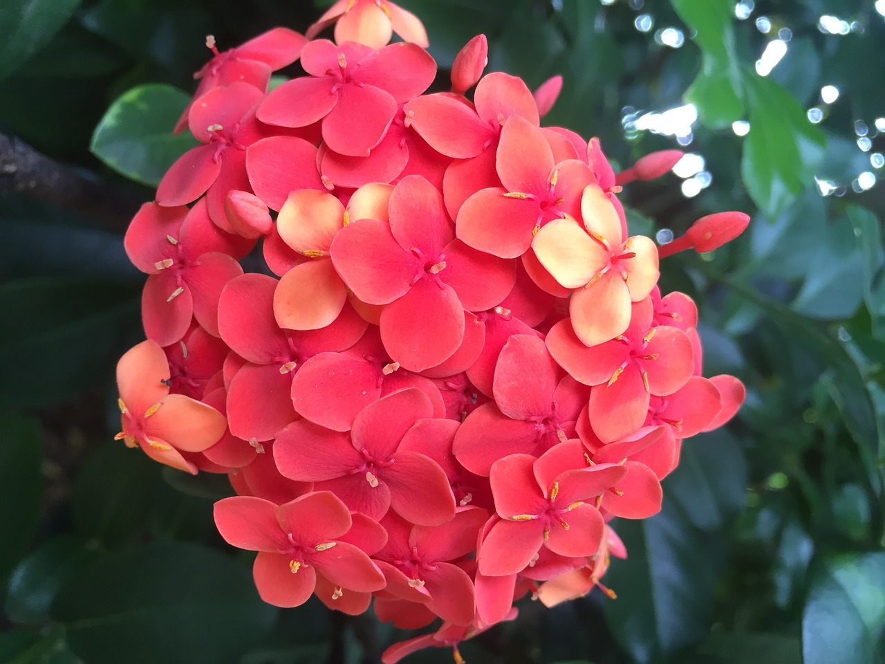 flowers pentas garden free photo