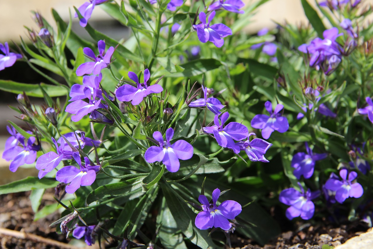 flowers blue violet free photo