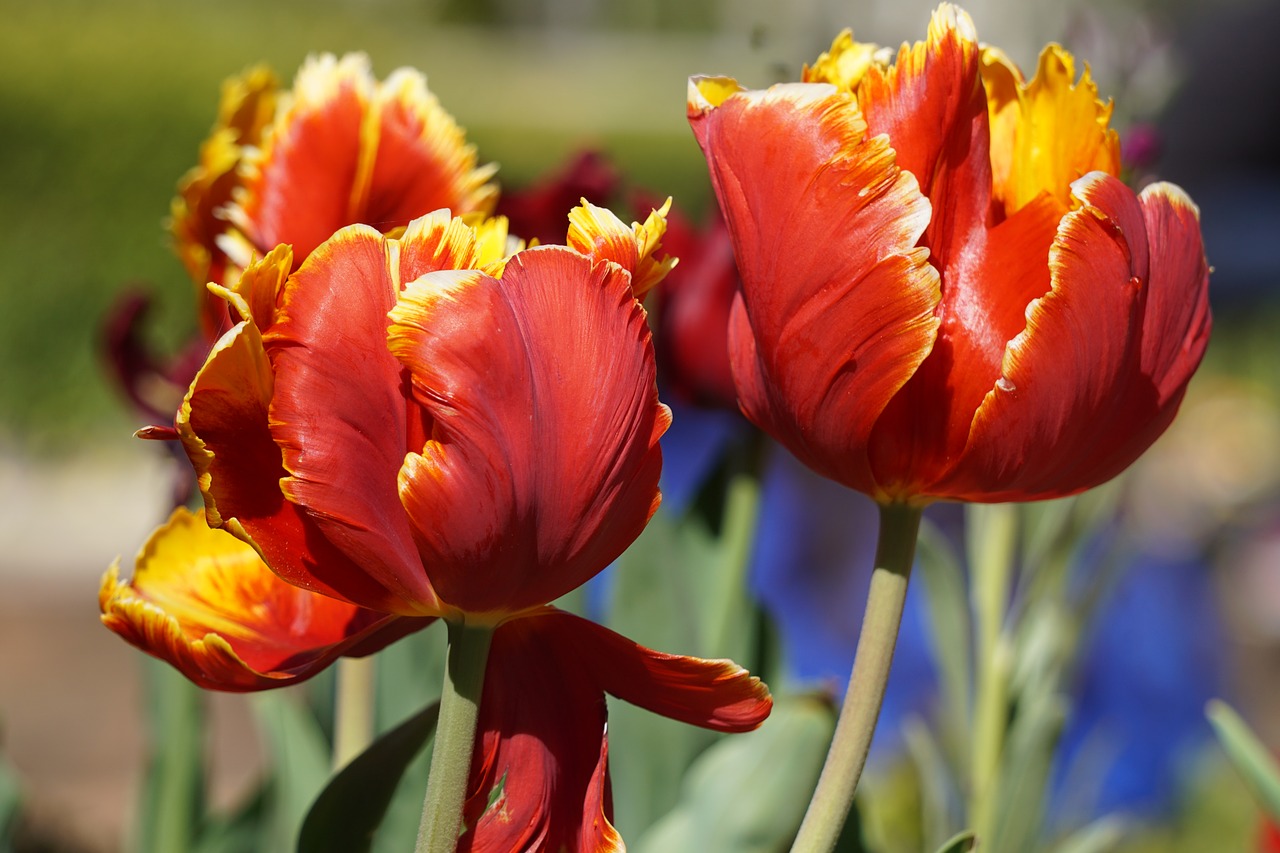 flowers tulips red free photo