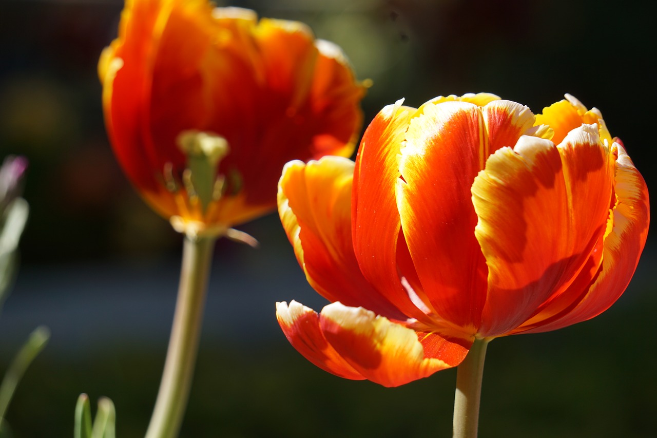 flowers plant spring free photo