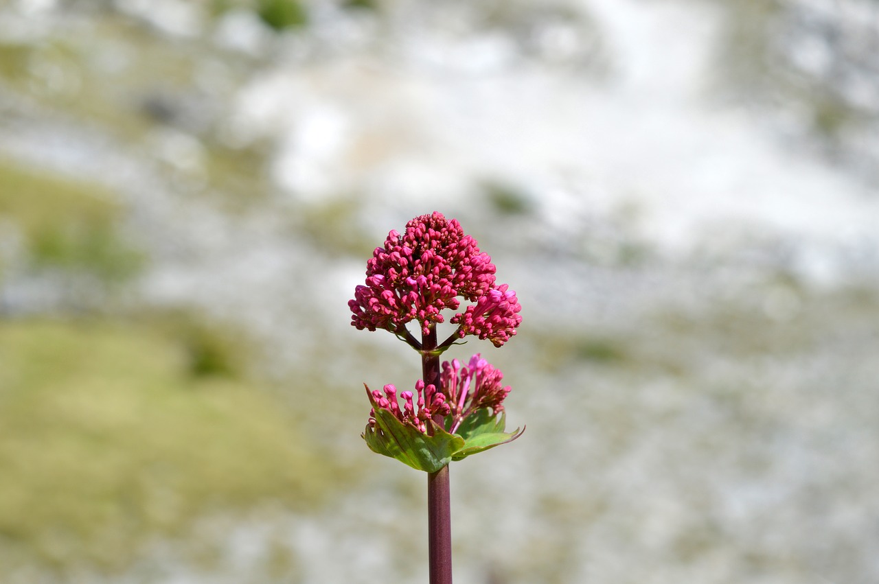 flowers mountain alps free photo