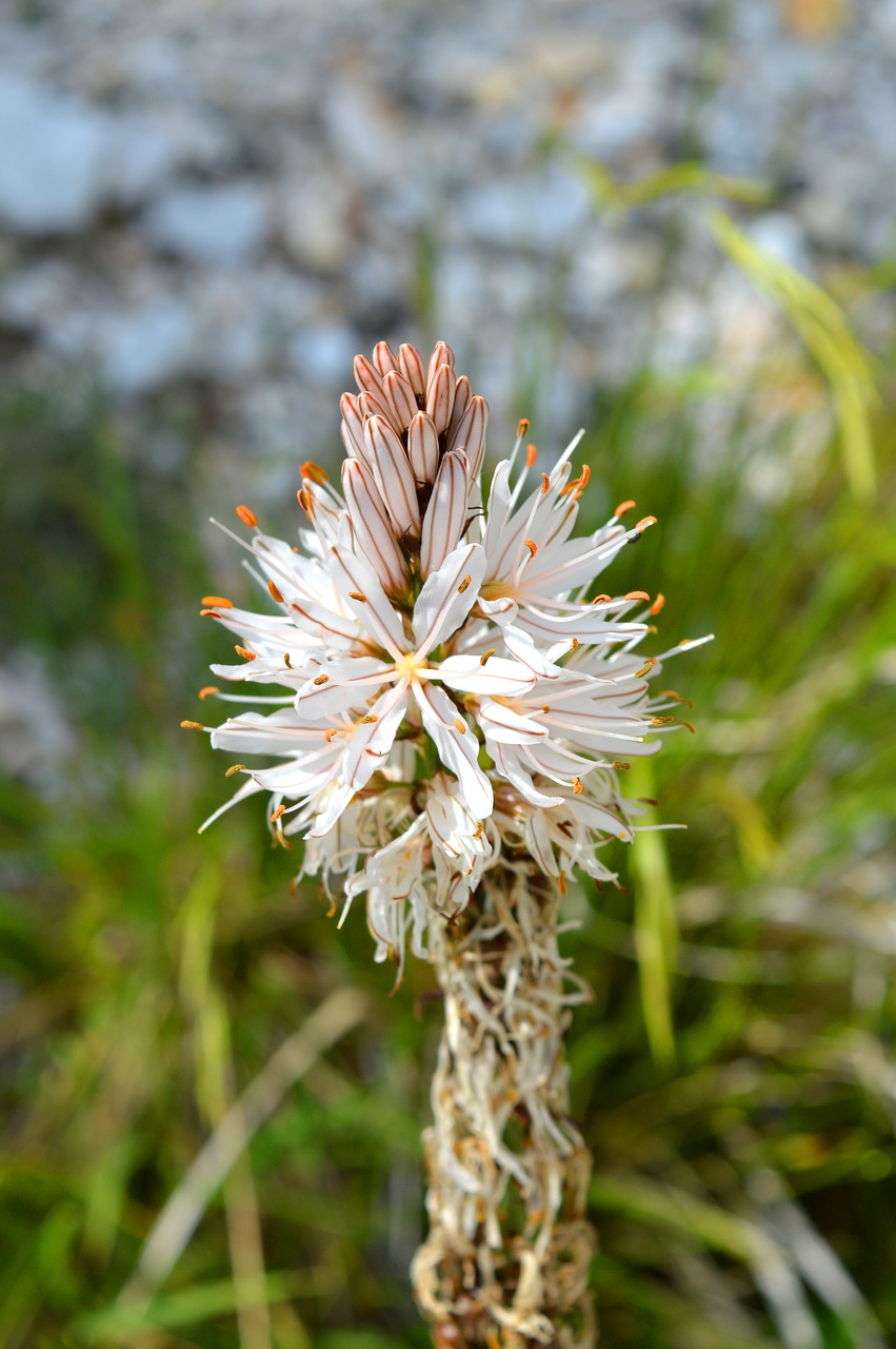 flowers mountain alps free photo