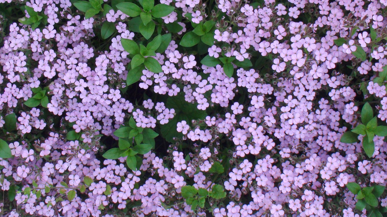 flowers purple pink free photo