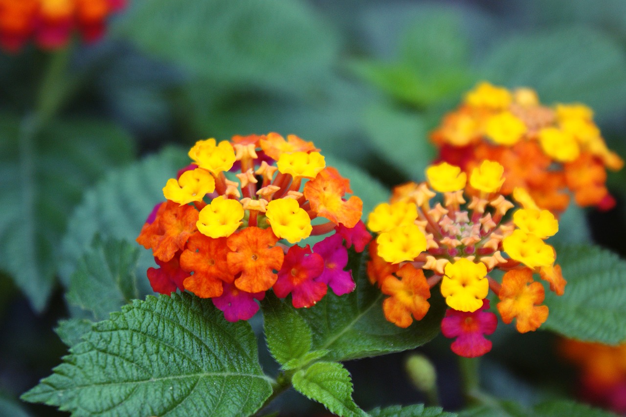 flowers nature yellow free photo