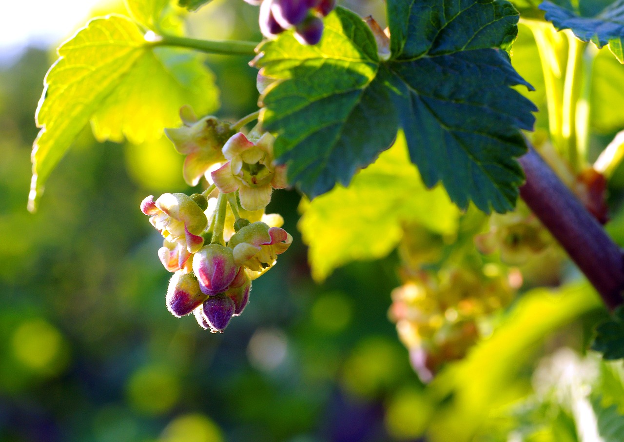 flowers bloom black currant free photo