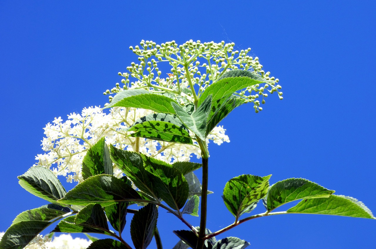 flowers shrub sky free photo