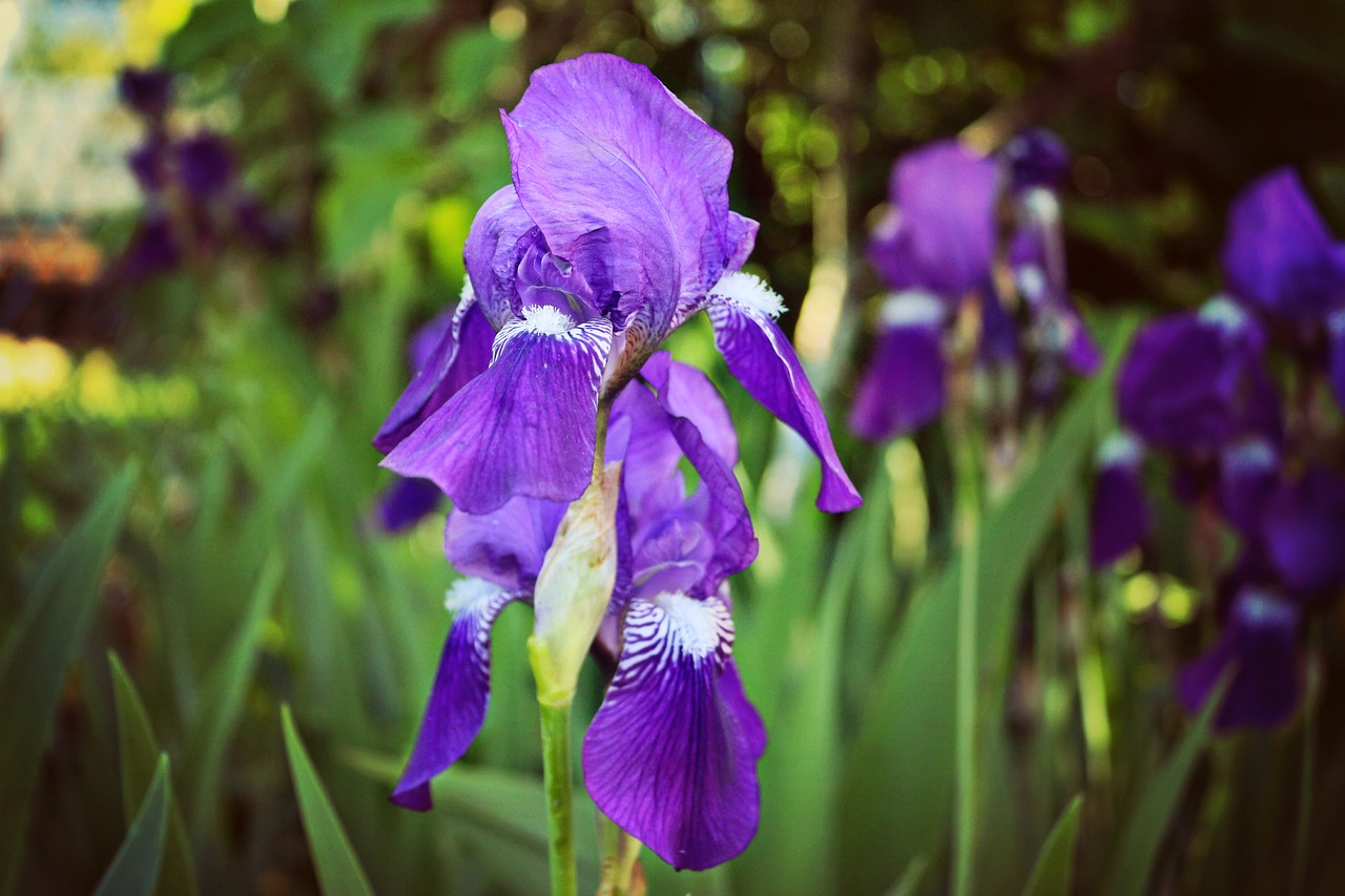 flowers green purple free photo