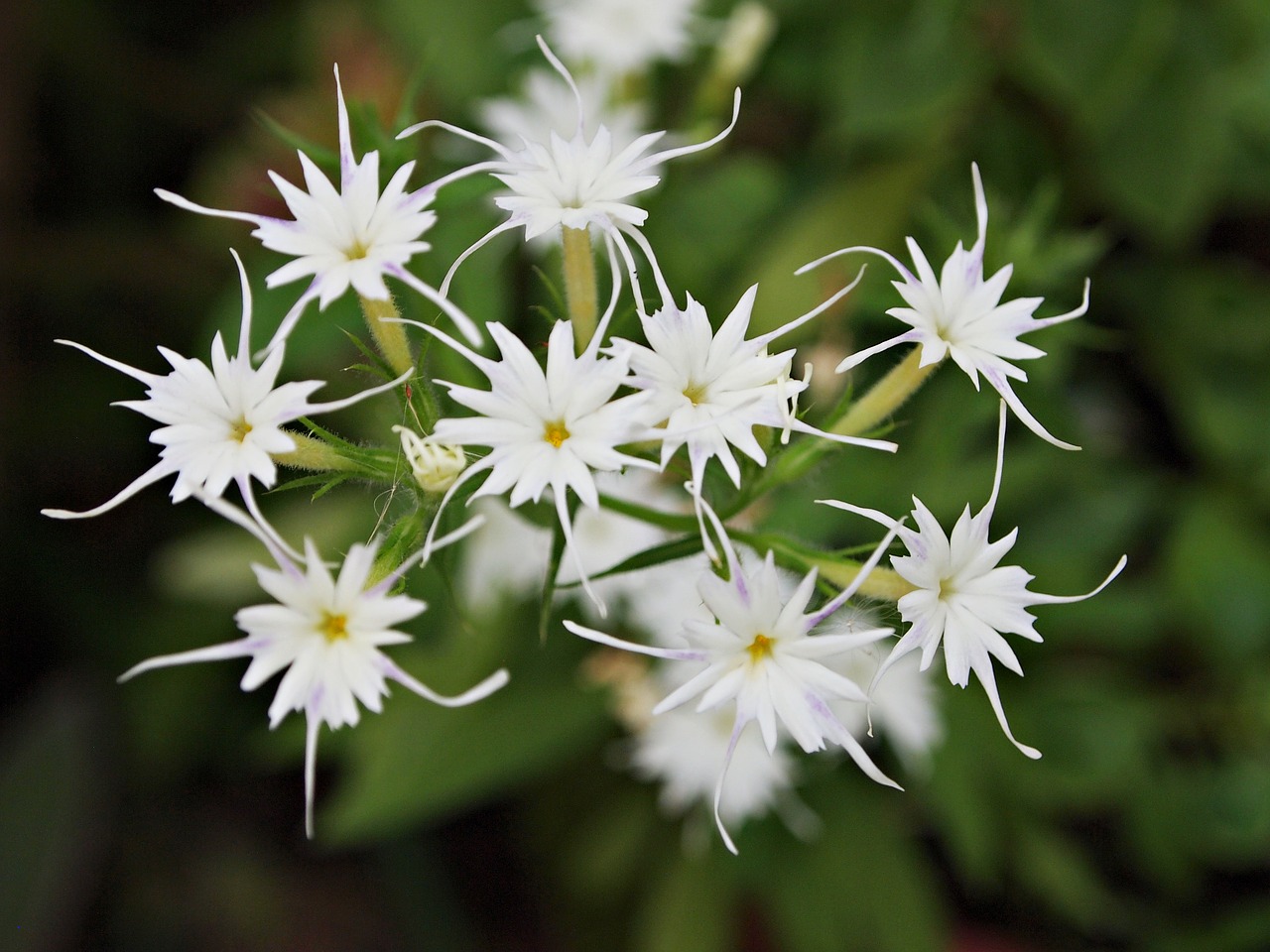 flowers tree white free photo