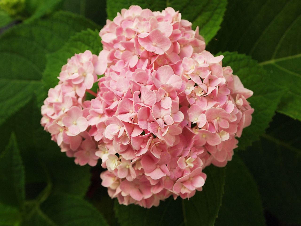 flowers hydrangeas tree free photo