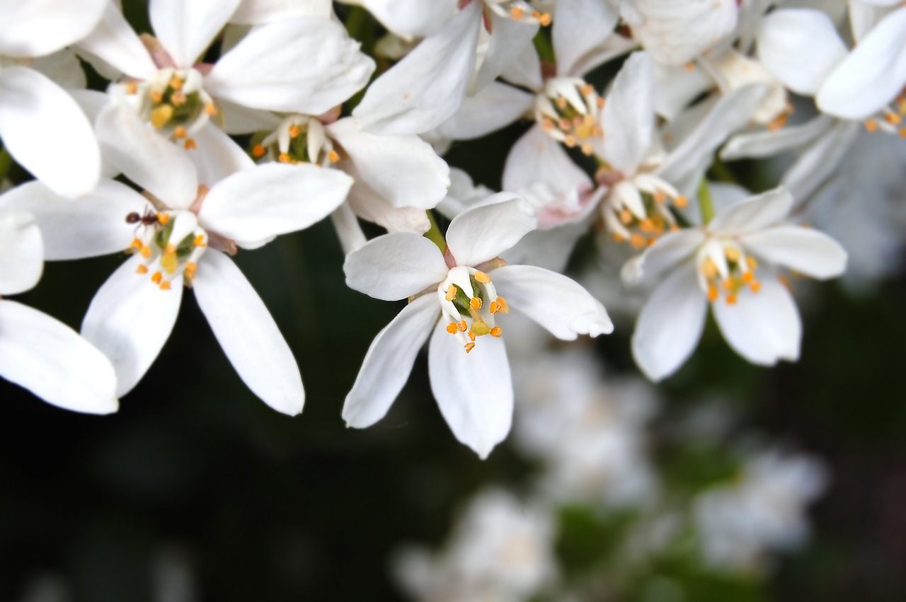 flowers white summer free photo