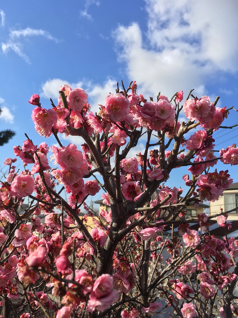 flowers cherry blue sky free photo