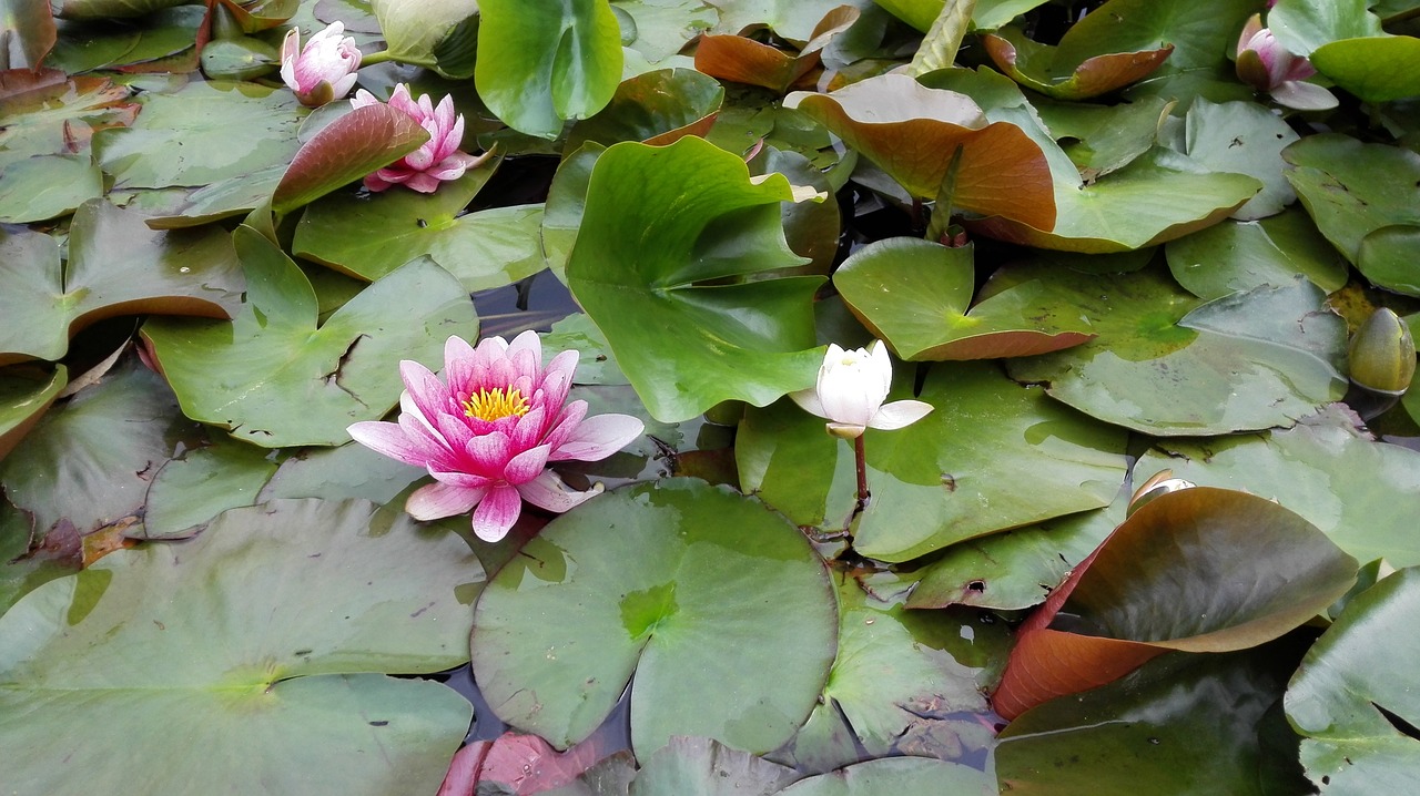 flowers lotus plant free photo