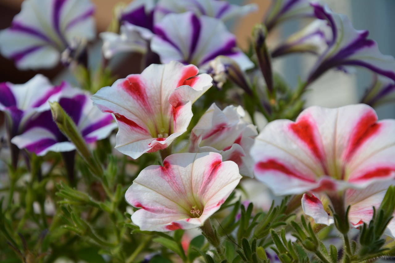 flowers nature white free photo