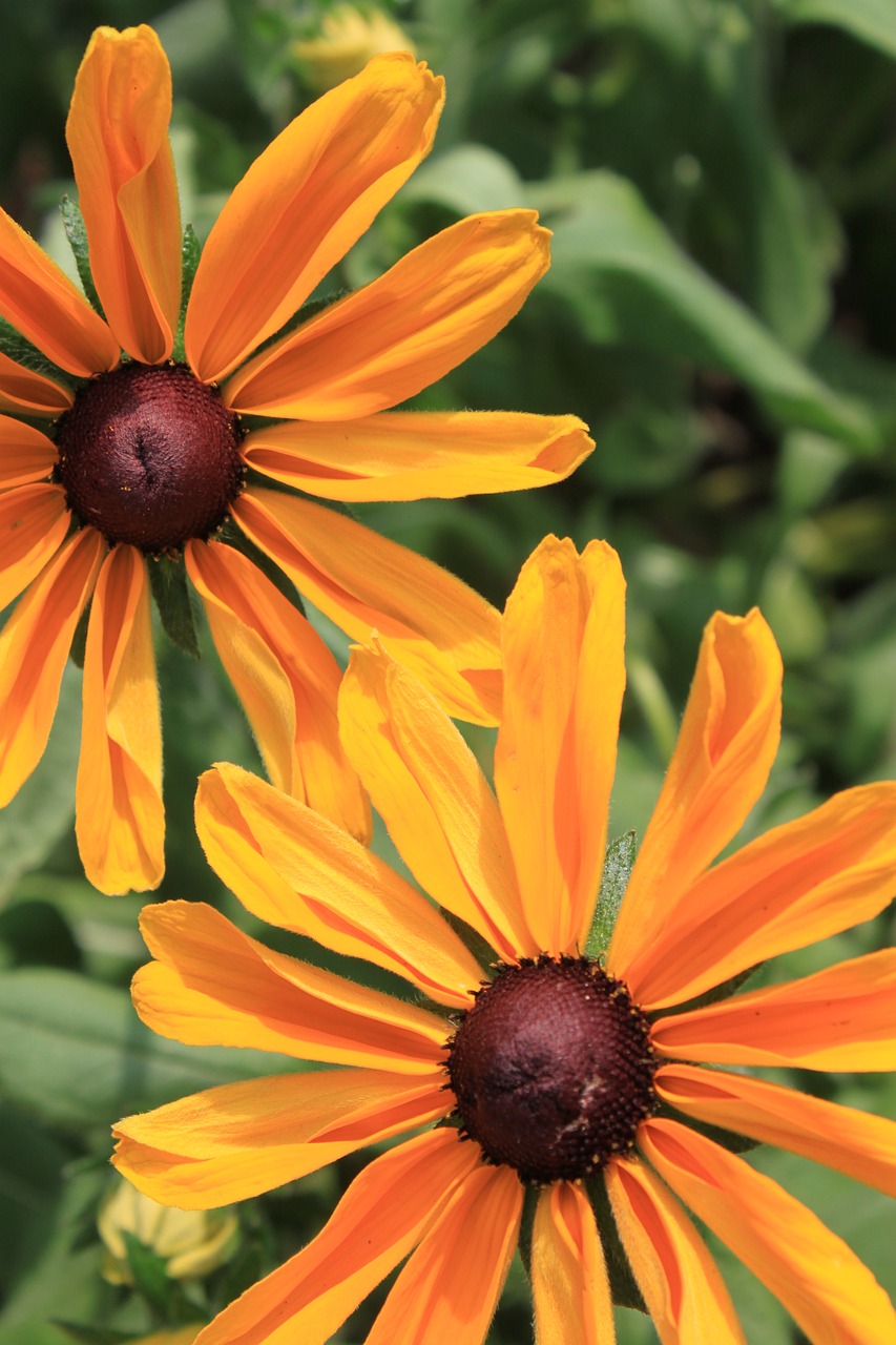 flowers yellow orange free photo