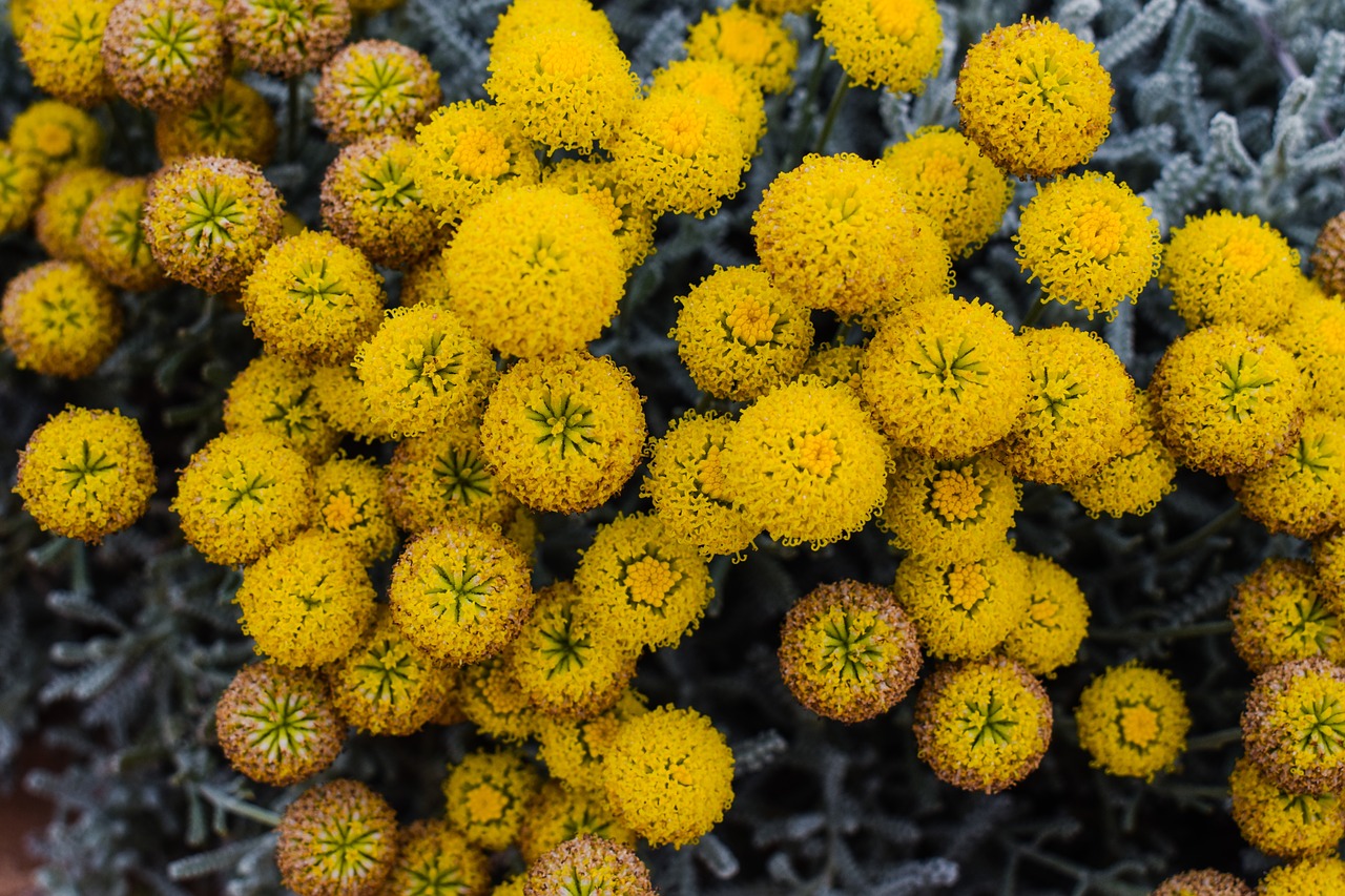 flowers yellow spring free photo