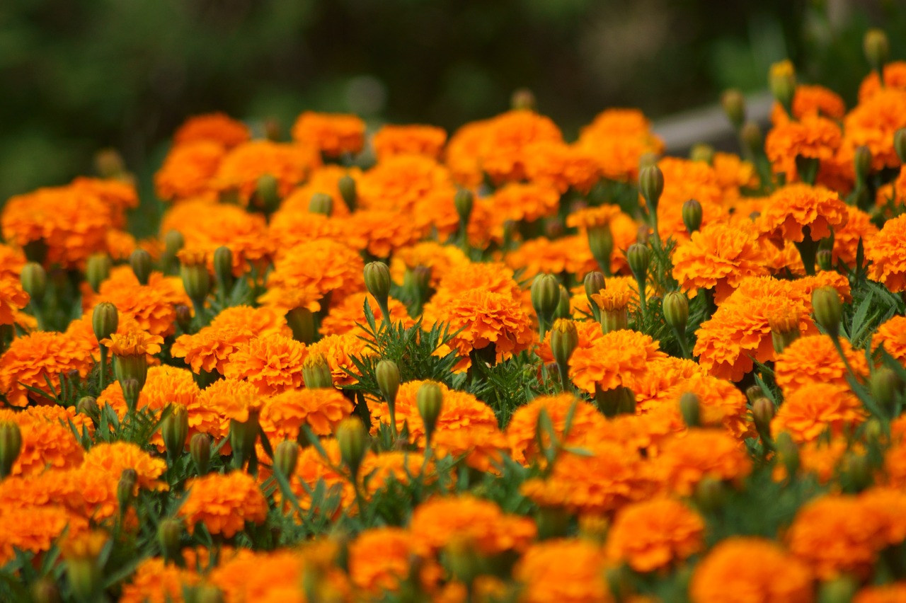 flowers plant close free photo