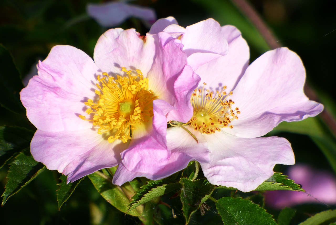 flowers shrub spring free photo