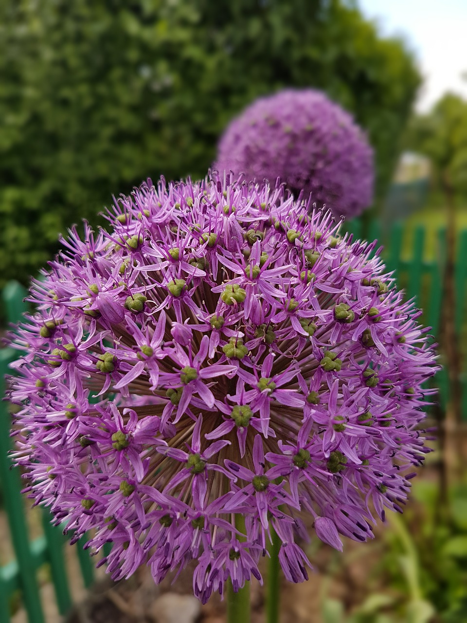 flowers decorative garlic spring free photo