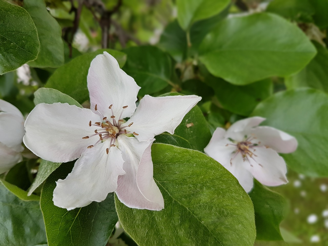 flowers quince blooms free photo