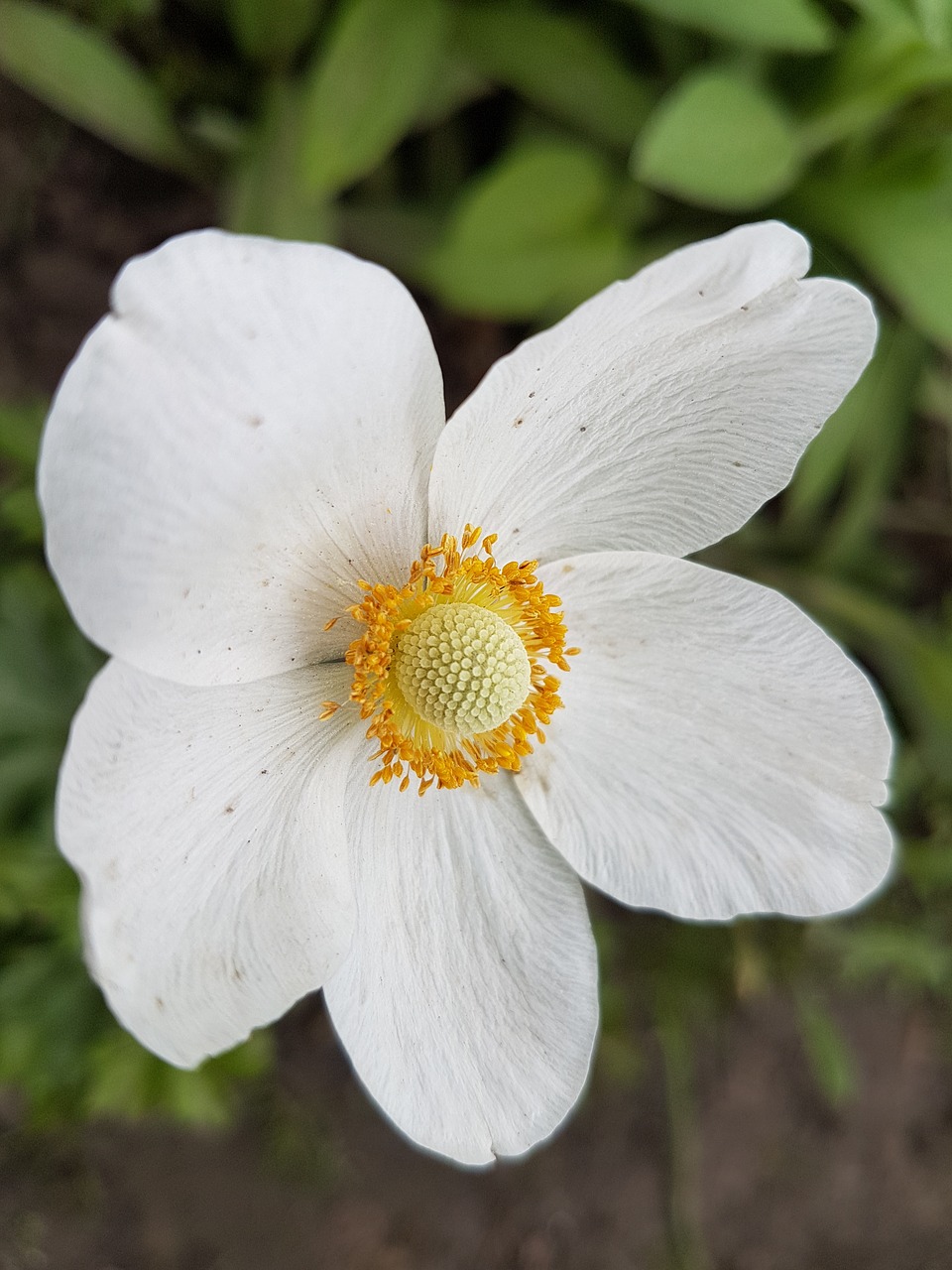 flowers spring white free photo