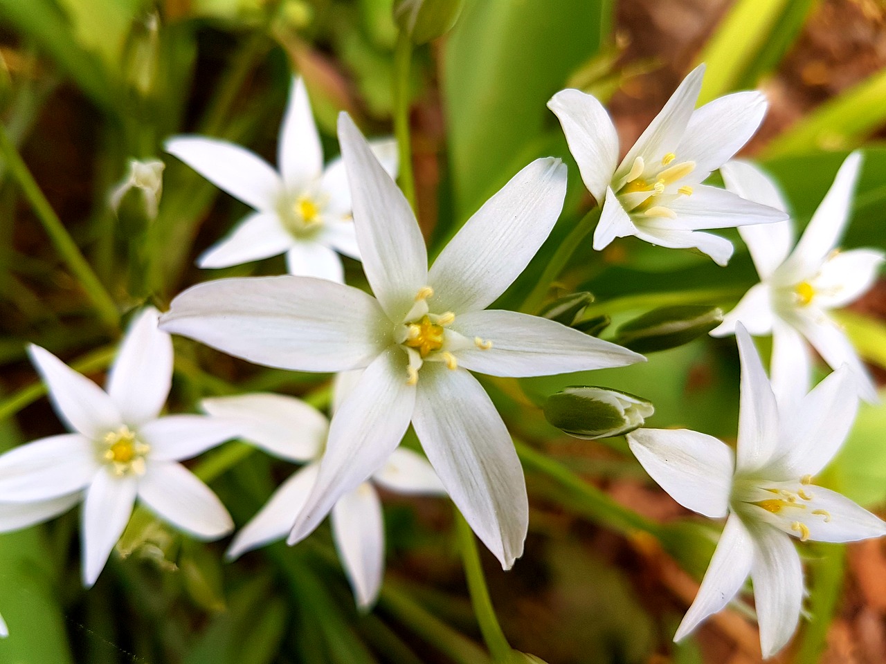 flowers spring white free photo