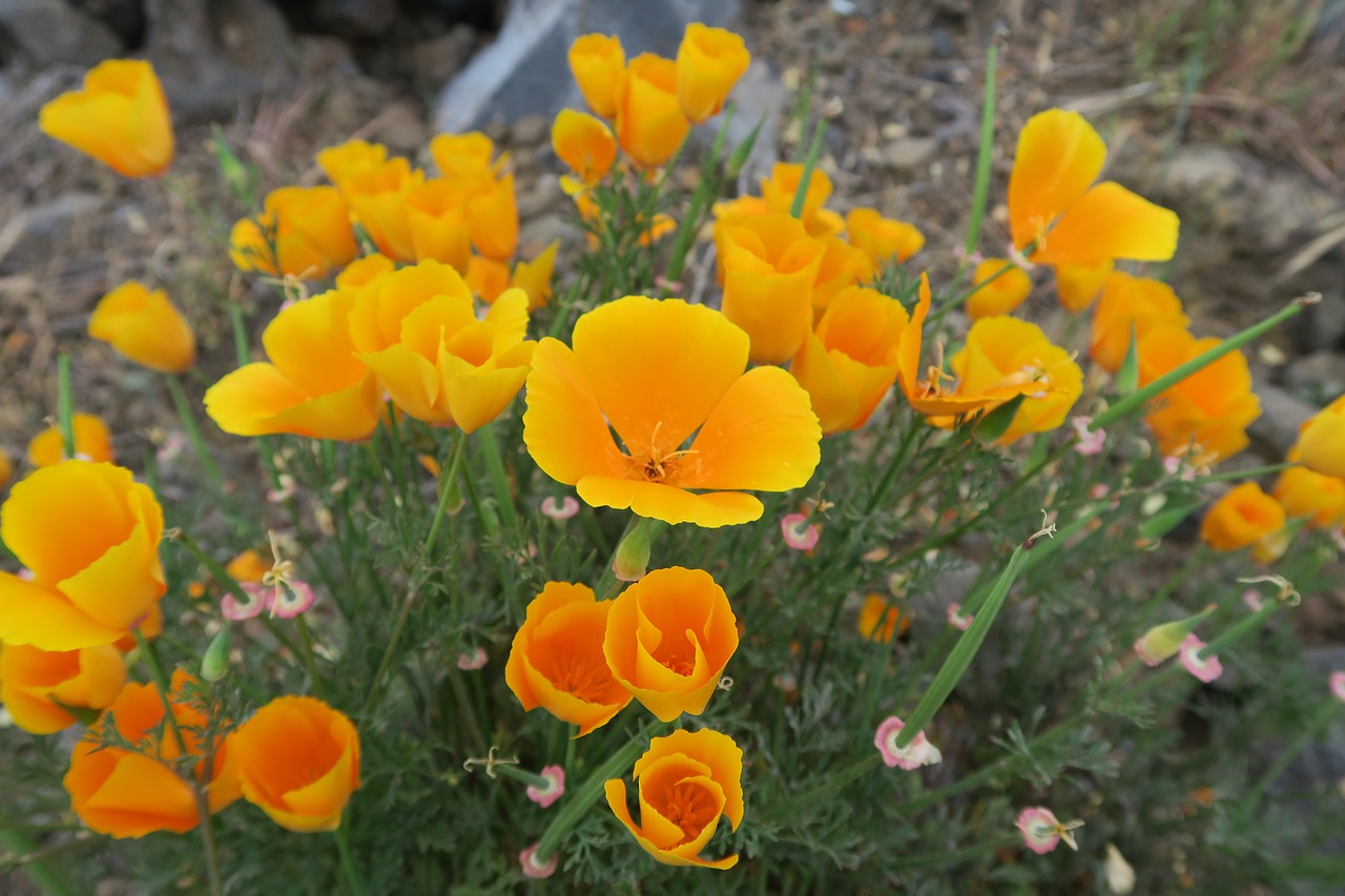 flowers mood yellow free photo