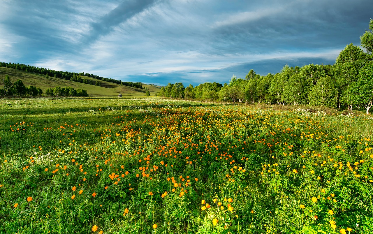 flowers trollius of the community june free photo