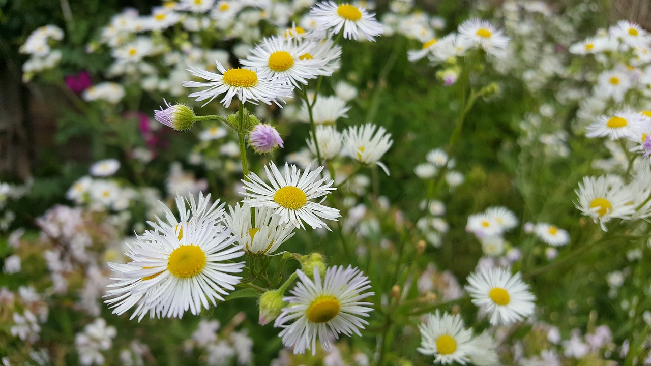 flowers flower aster free photo