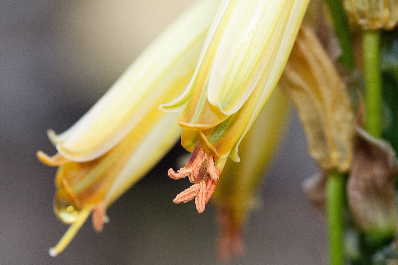 flowers plant tender free photo