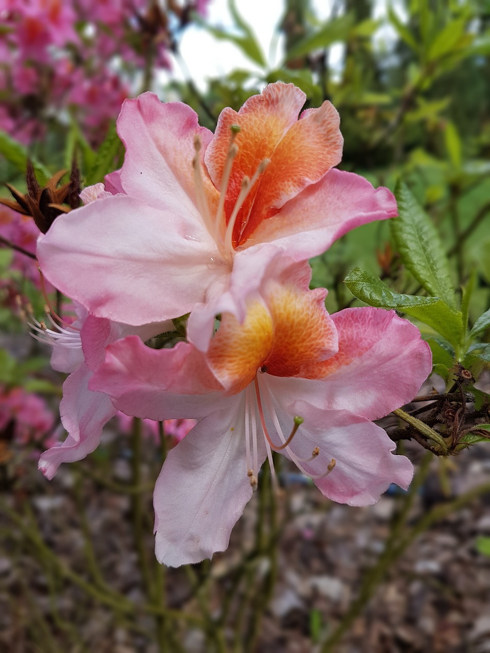 flowers azalea spring free photo