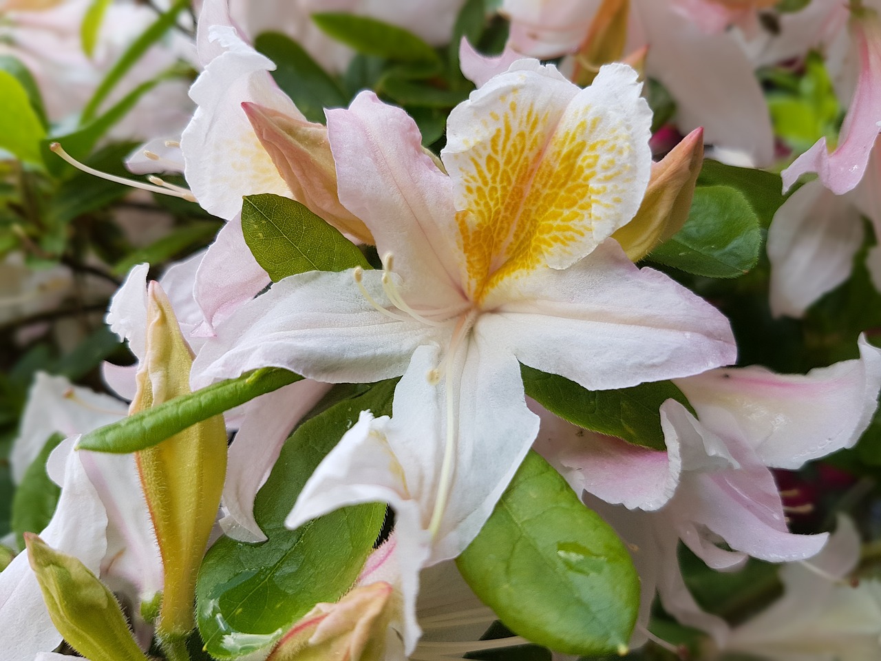 flowers spring azaleas free photo