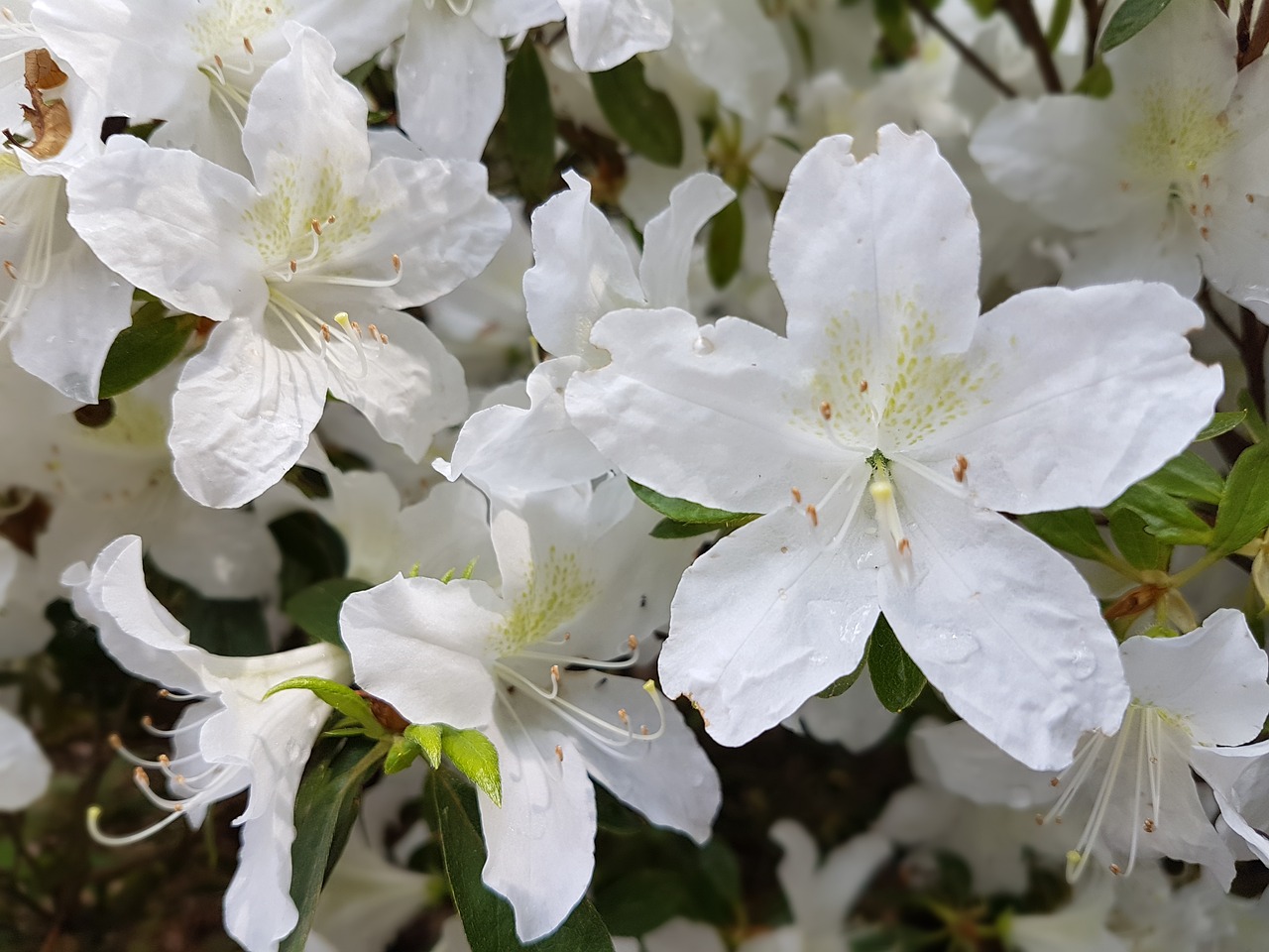 flowers spring azaleas free photo