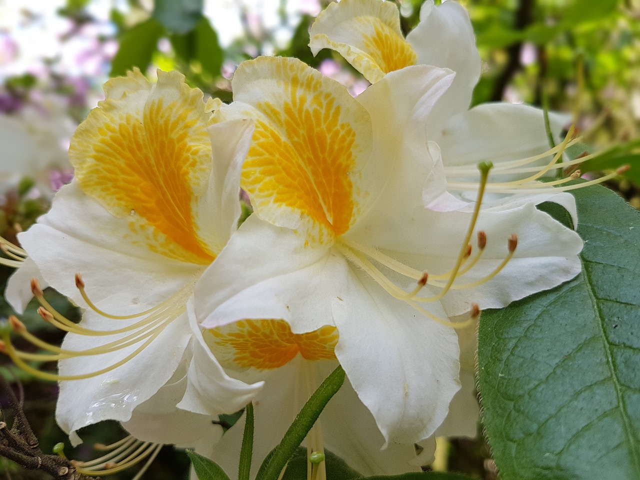 flowers spring azaleas free photo