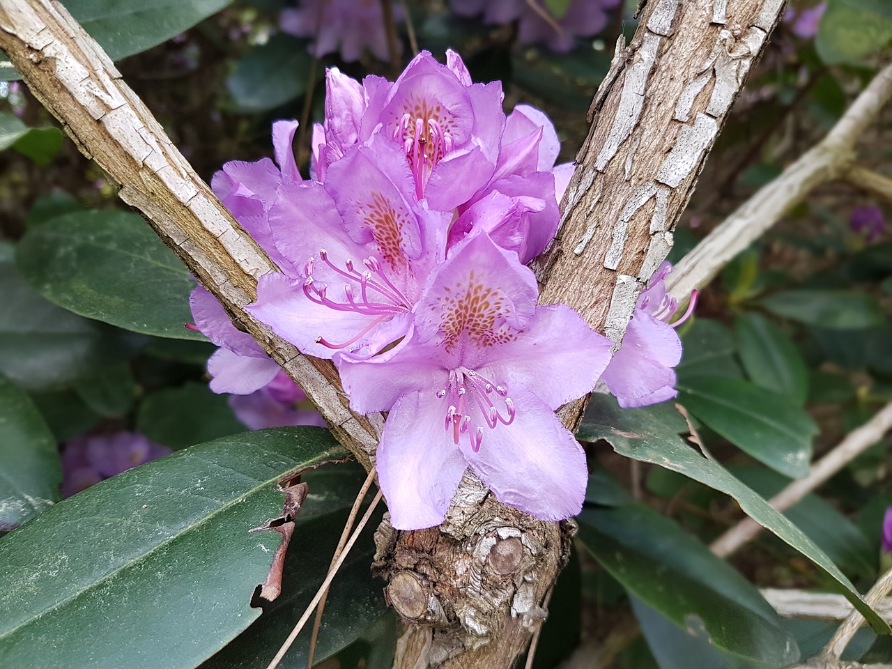 flowers spring rhododendrons free photo